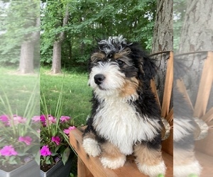 Miniature Bernedoodle Puppy for Sale in APPLE CREEK, Ohio USA