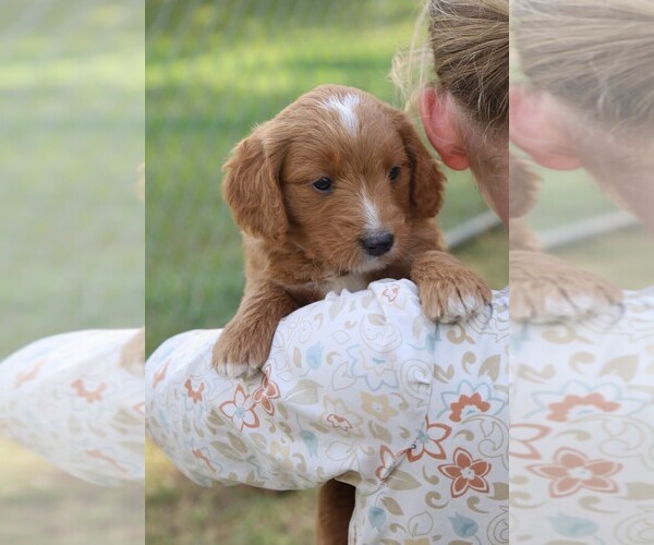Medium Photo #2 Goldendoodle (Miniature) Puppy For Sale in PARIS, MI, USA