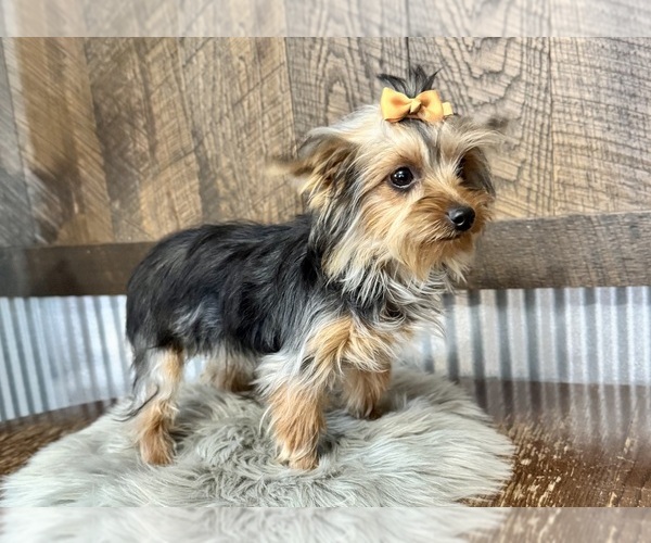 Medium Photo #3 Yorkshire Terrier Puppy For Sale in NAPPANEE, IN, USA