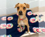 DAISY - Female Chihuahua-Unknown Mix Dog for Adoption - Small photo