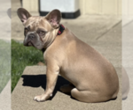 Small Photo #1 French Bulldog Puppy For Sale in WEXFORD, PA, USA