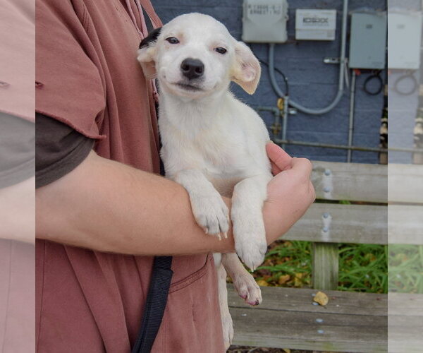 Medium Photo #3 German Shorthaired Pointer-Unknown Mix Puppy For Sale in Huntley, IL, USA