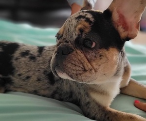 French Bulldog Puppy for sale in TAMPA, FL, USA