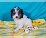 Small #9 Goldendoodle-Poodle (Toy) Mix