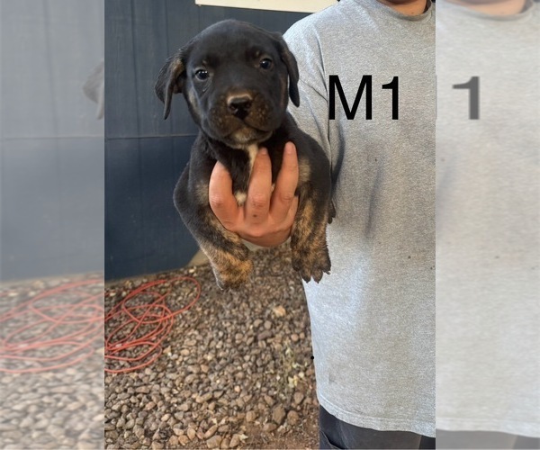Medium Photo #3 Presa Canario Puppy For Sale in LOWER LAKE, CA, USA