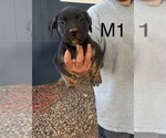 Small #2 Presa Canario
