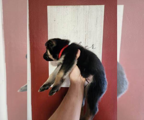 Medium Photo #5 German Shepherd Dog Puppy For Sale in PORTAGE, IN, USA