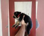 Small Photo #5 German Shepherd Dog Puppy For Sale in PORTAGE, IN, USA