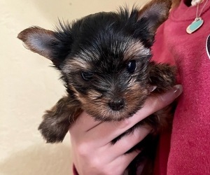 Yorkshire Terrier Puppy for Sale in MADEIRA BEACH, Florida USA