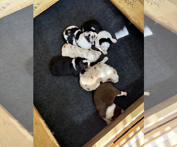 Medium Photo #1 Australian Shepherd Puppy For Sale in BEULAVILLE, NC, USA