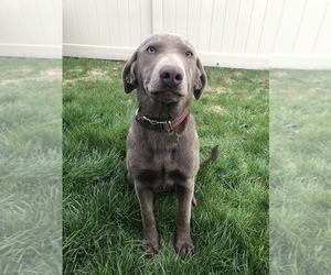 Labrador Retriever Puppy for sale in HAYDEN, ID, USA