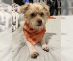 Small Photo #7 Mutt Puppy For Sale in Corona, CA, USA