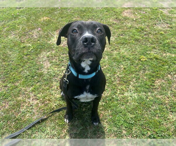 Medium Photo #1 American Pit Bull Terrier-Labrador Retriever Mix Puppy For Sale in Ocala, FL, USA