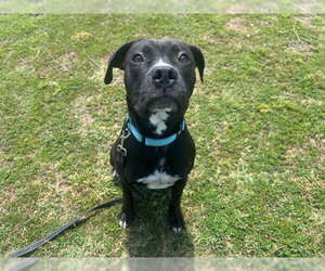 American Pit Bull Terrier-Labrador Retriever Mix Dogs for adoption in Ocala, FL, USA