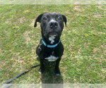 Small American Pit Bull Terrier-Labrador Retriever Mix