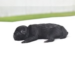 Small #2 Pug