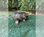 Small #1 German Shepherd Dog