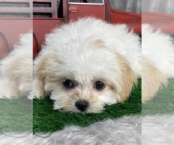 Medium Photo #5 Zuchon Puppy For Sale in CANOGA, NY, USA