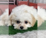 Small Photo #5 Zuchon Puppy For Sale in CANOGA, NY, USA