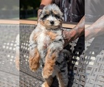 Puppy Jasper Bernedoodle (Miniature)