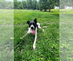 Holly Anne - Female Mutt Dog for Adoption - Photo #4