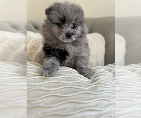 Medium Photo #1 Pomeranian Puppy For Sale in BAKERSFIELD, CA, USA