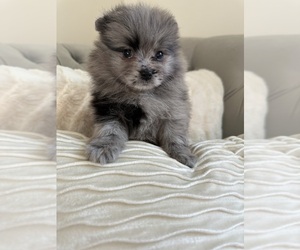 Pomeranian Puppy for Sale in BAKERSFIELD, California USA