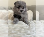 Image preview for Ad Listing. Nickname: Merle Pom