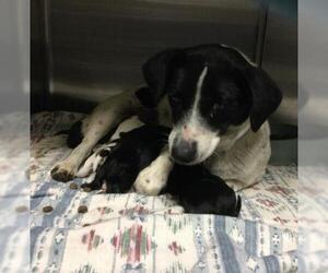 Chihuahua-Unknown Mix Dogs for adoption in Riverside, CA, USA