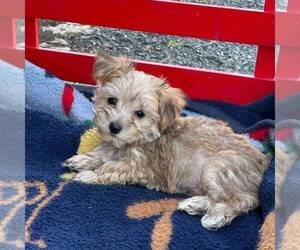 Yo-Chon Puppy for sale in THORP, WI, USA