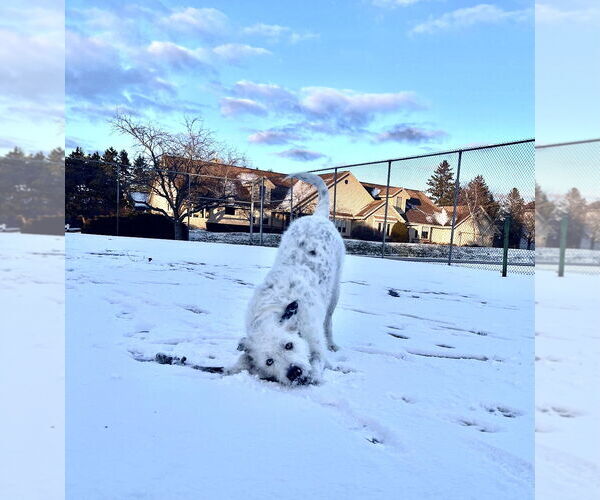 Medium Photo #8 Mutt Puppy For Sale in Grafton, WI, USA