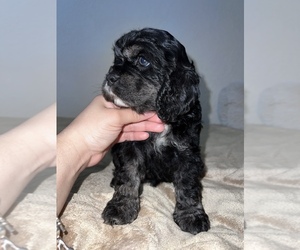 Cocker Spaniel Puppy for sale in HUMBLE, TX, USA
