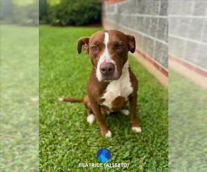 Medium American Pit Bull Terrier
