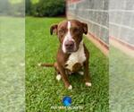 Small American Pit Bull Terrier