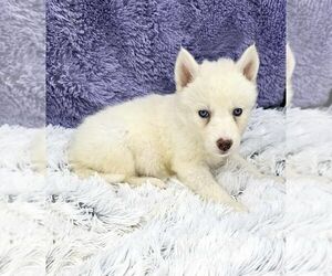 Siberian Husky Puppy for sale in SANDY HOOK, KY, USA