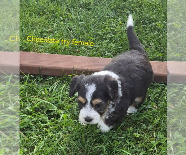 Medium Photo #3 Bernedoodle (Miniature) Puppy For Sale in DETROIT, MI, USA