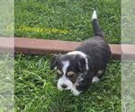 Dolly - Female Bernedoodle (Miniature) Puppy for Sale - Photo #3