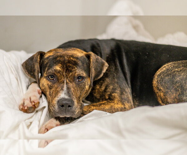 Medium Photo #2 Plott Hound-Unknown Mix Puppy For Sale in Hilton Head, SC, USA