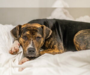 Truffle - Female Plott Hound-Unknown Mix Dog for Adoption - Photo #2