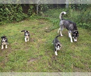 Medium Siberian Husky
