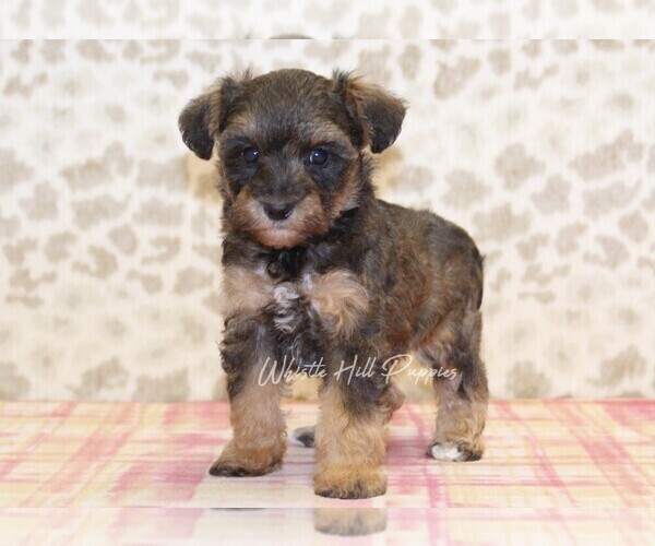 Medium Photo #2 Schnoodle (Miniature) Puppy For Sale in DENVER, PA, USA
