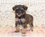Small Photo #2 Schnoodle (Miniature) Puppy For Sale in DENVER, PA, USA