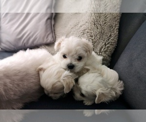 Maltese Puppy for sale in AUSTIN, TX, USA