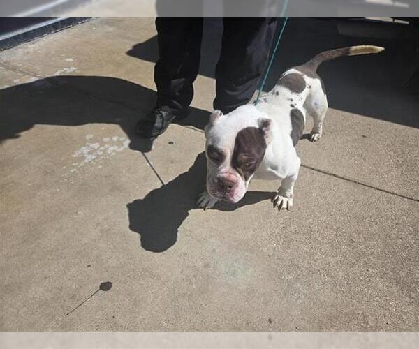 Medium Photo #1 American Bulldog-Unknown Mix Puppy For Sale in Houston, TX, USA