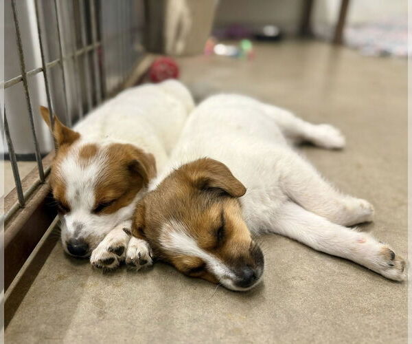 Medium Photo #4 Jack Russell Terrier-Unknown Mix Puppy For Sale in Cave Creek, AZ, USA