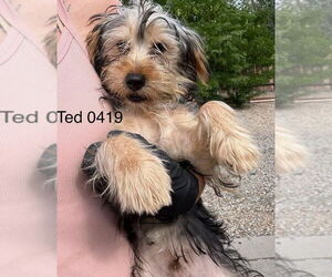 Mutt Dogs for adoption in Studio City, CA, USA