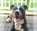 Small #16 American Pit Bull Terrier