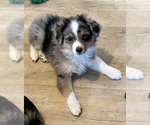 Small #8 Miniature Australian Shepherd