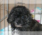 Small #2 Poodle (Toy)-Zuchon Mix