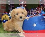 Small #9 Morkie